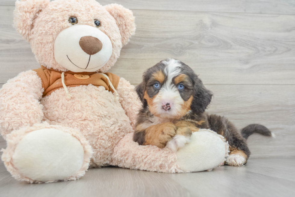 Hypoallergenic Mini Bernadoodle Poodle Mix Puppy