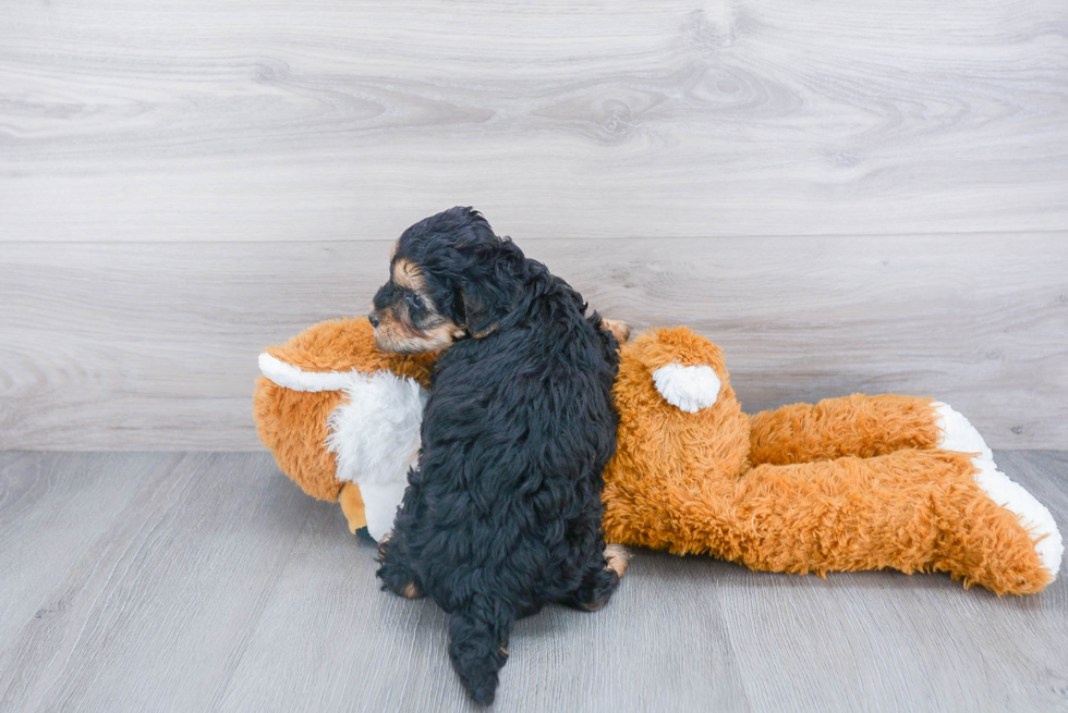 Mini Bernedoodle Puppy for Adoption