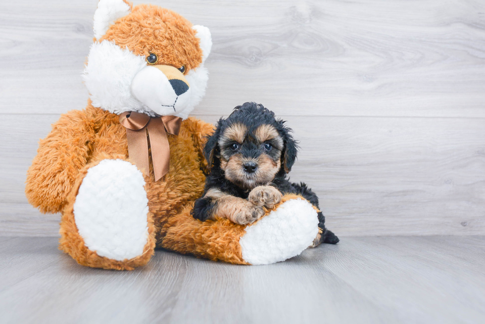 Friendly Mini Bernedoodle Baby
