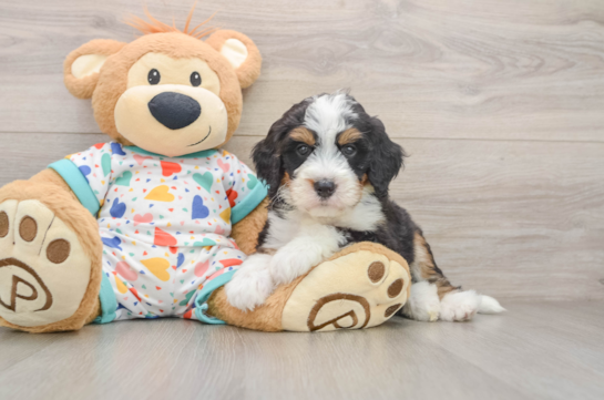 JEFFY, a Mini Bernedoodle littermate