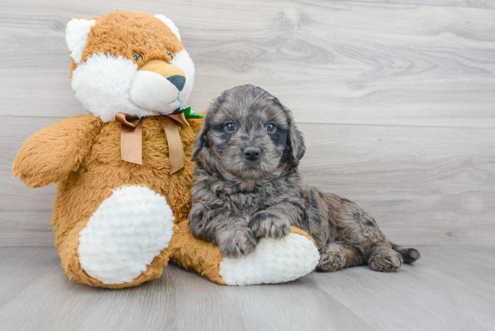 Friendly Mini Bernedoodle Baby