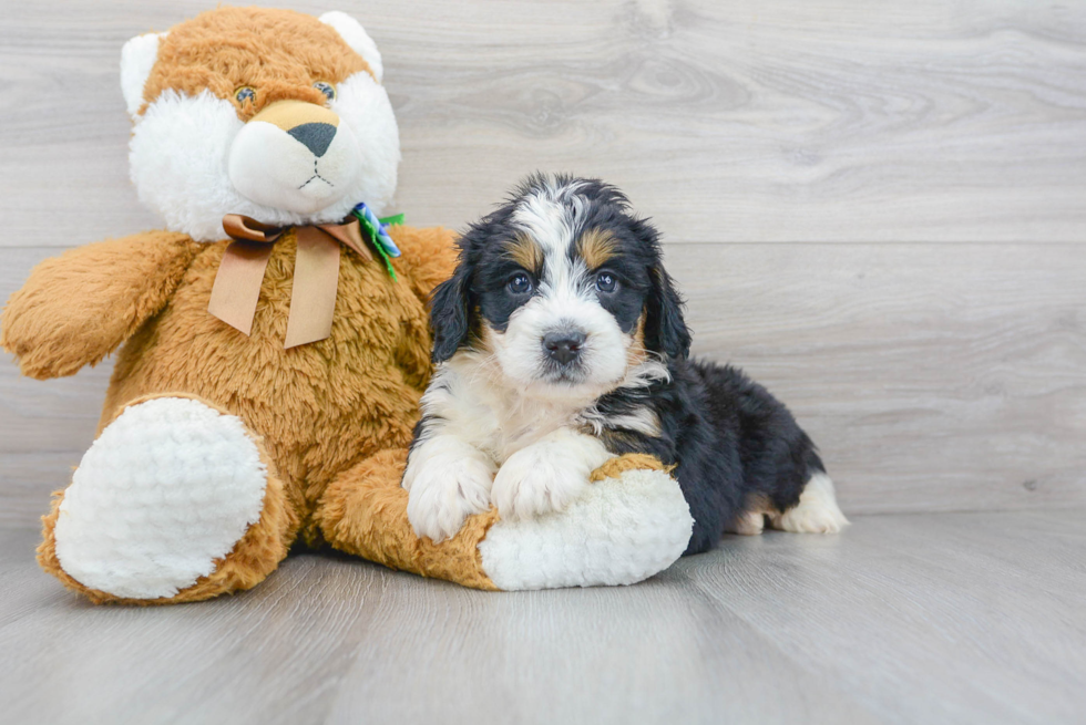 Mini Bernedoodle Pup Being Cute