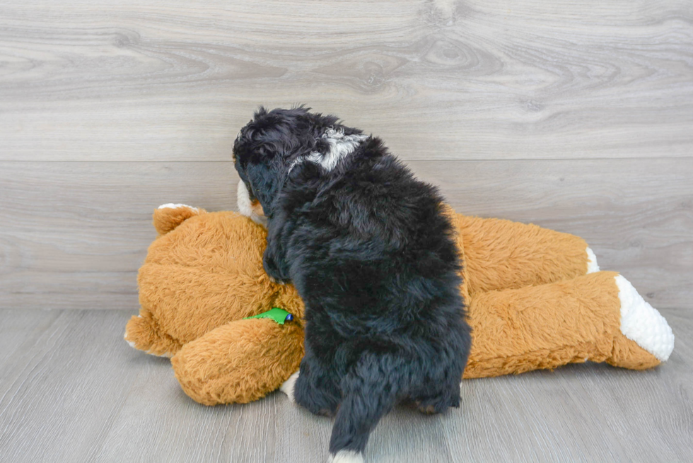 Happy Mini Bernedoodle Baby