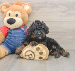 9 week old Mini Bernedoodle Puppy For Sale - Premier Pups