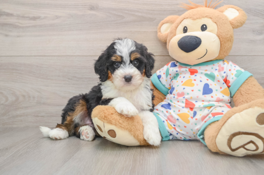 JESS, a Mini Bernedoodle littermate