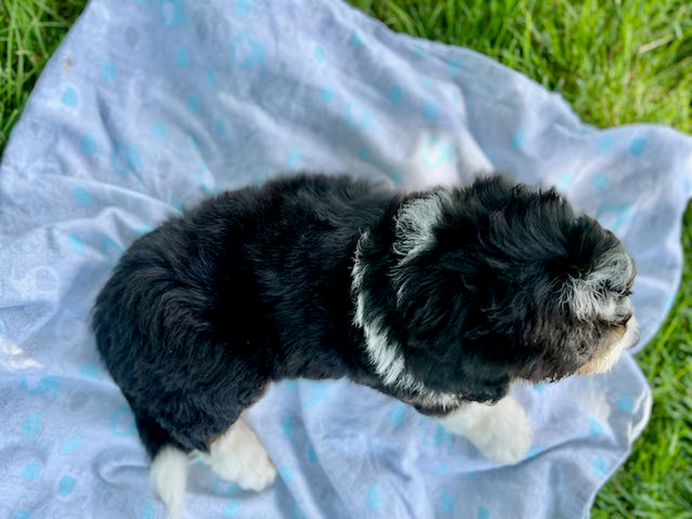 Best Mini Bernedoodle Baby