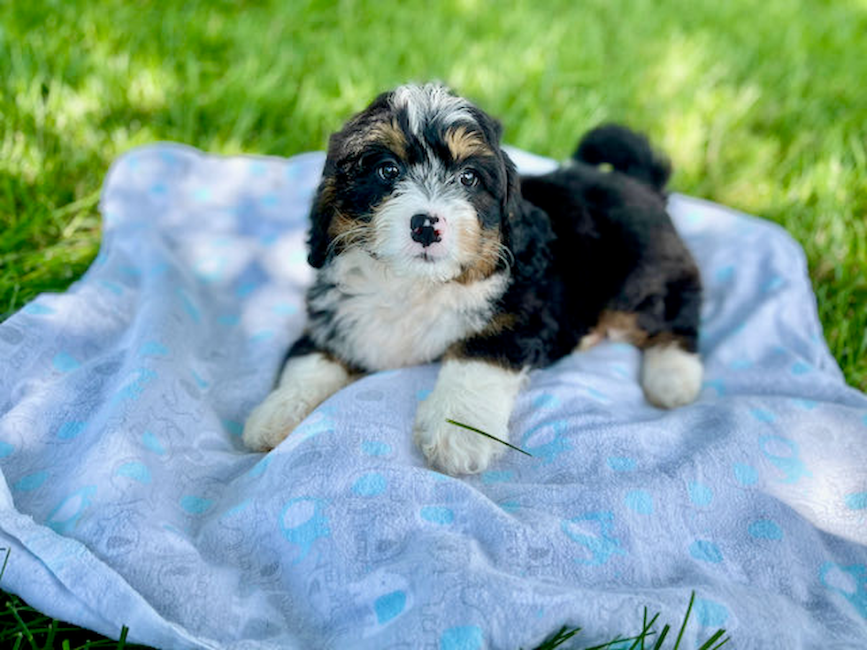Mini Bernedoodle Puppy for Adoption