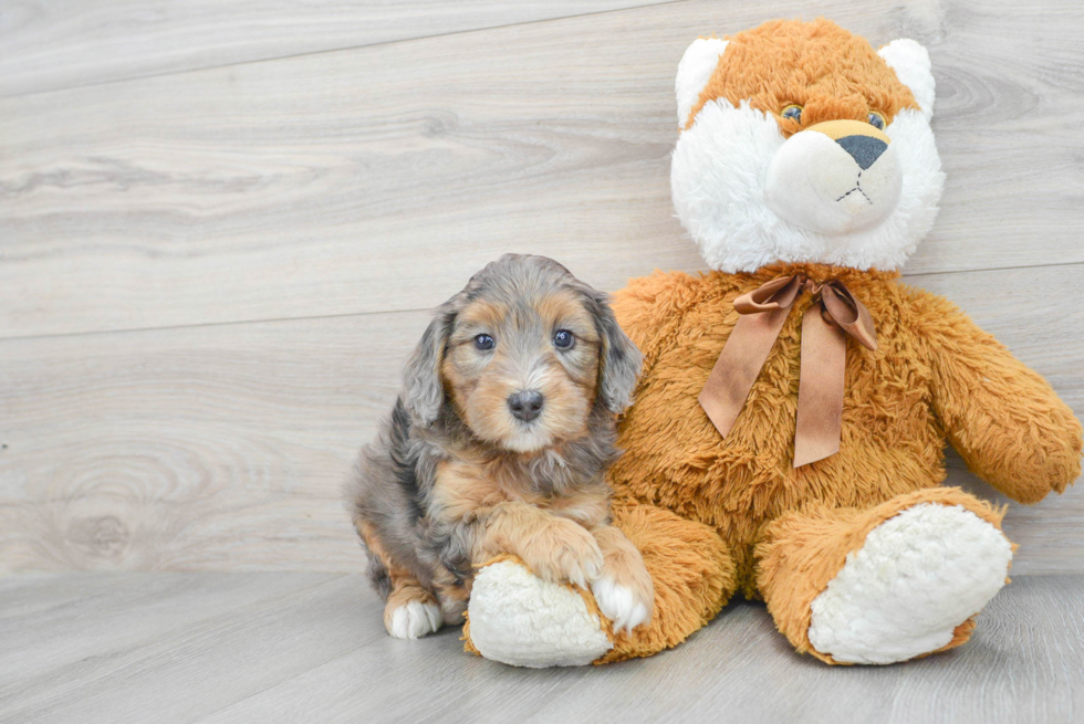 Fluffy Mini Bernedoodle Poodle Mix Pup