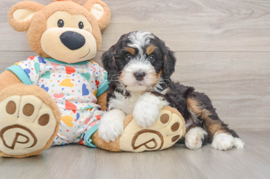 JOEL, a Mini Bernedoodle littermate