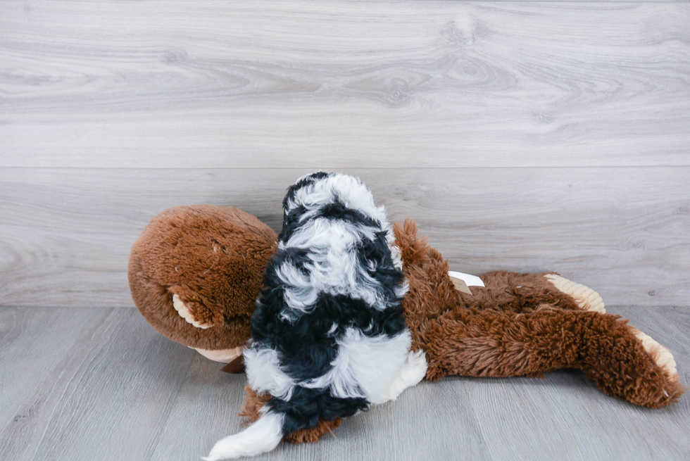 Smart Mini Bernedoodle Poodle Mix Pup