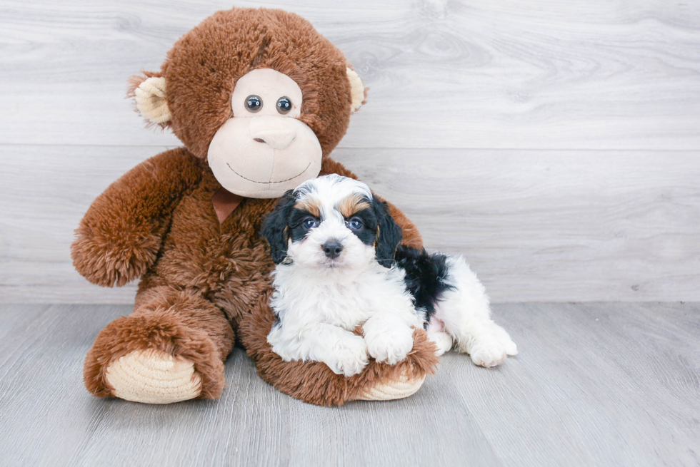 Mini Bernedoodle Puppy for Adoption