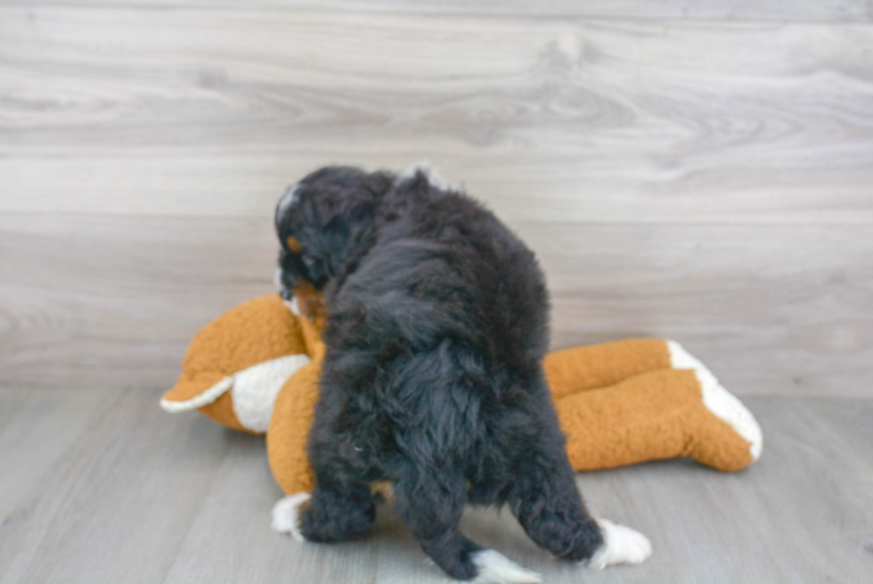 Happy Mini Bernedoodle Baby