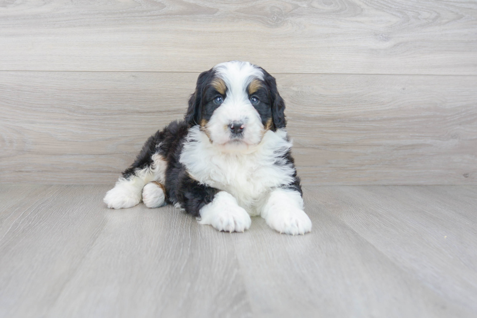 Mini Bernedoodle Puppy for Adoption