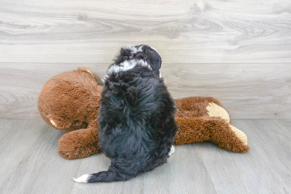 Small Mini Bernedoodle Baby