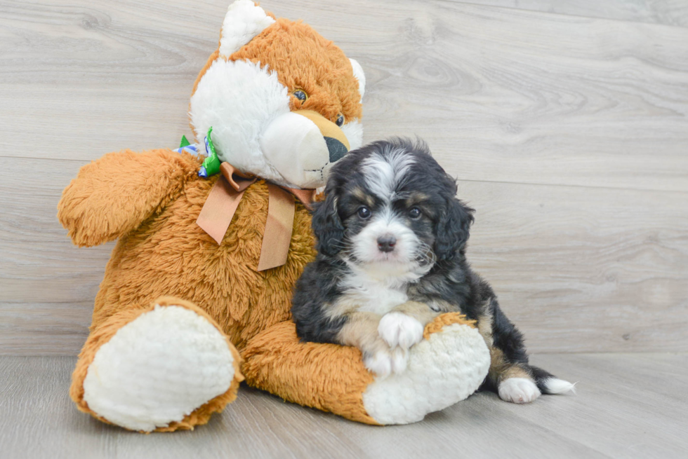 Mini Bernedoodle Puppy for Adoption