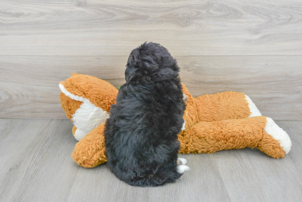 Hypoallergenic Bernadoodle Poodle Mix Puppy