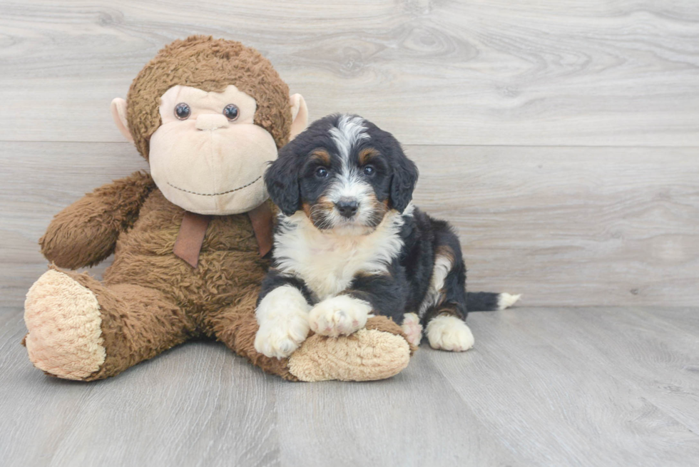 Mini Bernedoodle Puppy for Adoption