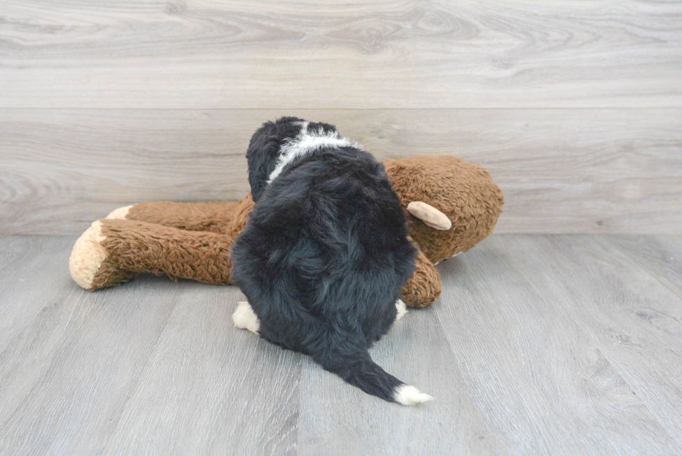Sweet Mini Bernedoodle Baby