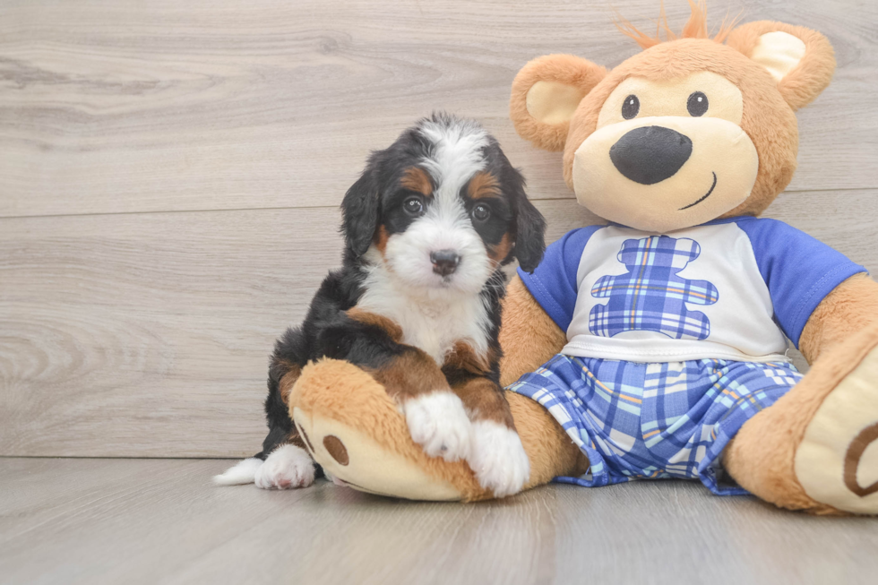 Mini Bernedoodle Pup Being Cute