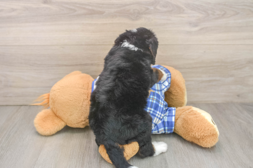 Best Mini Bernedoodle Baby