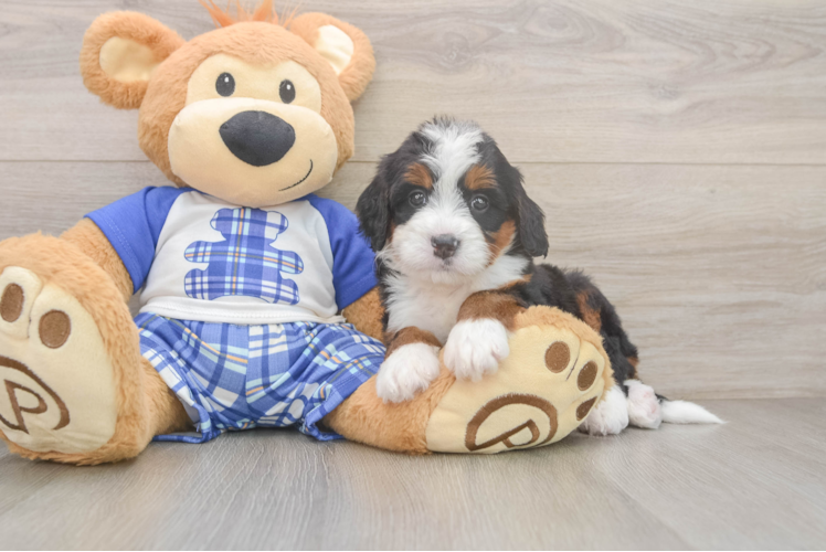 Adorable Mini Bernepoo Poodle Mix Puppy