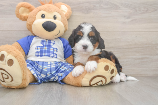 Adorable Mini Bernepoo Poodle Mix Puppy