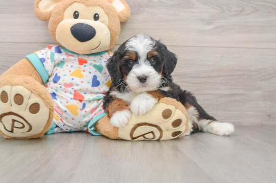 JOPLIN, a Mini Bernedoodle littermate