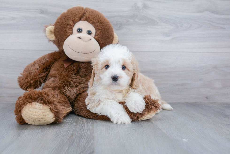 Mini Bernedoodle Puppy for Adoption