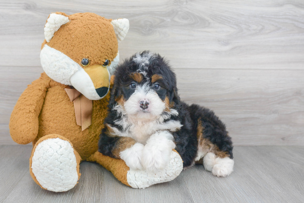 Energetic Bernadoodle Poodle Mix Puppy