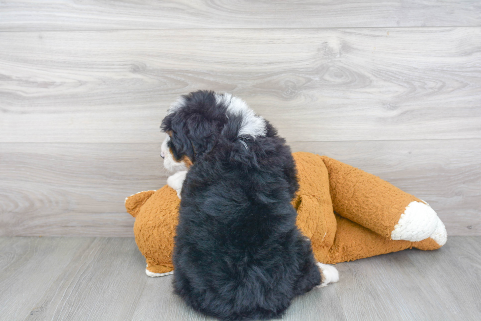 Mini Bernedoodle Puppy for Adoption