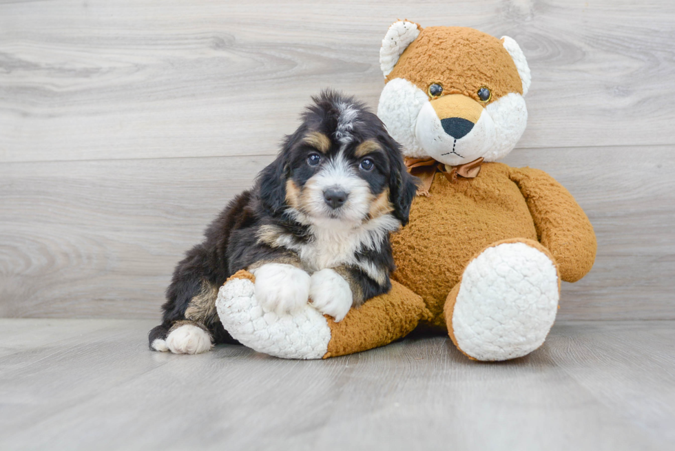 Little Mini Berniedoodle Poodle Mix Puppy