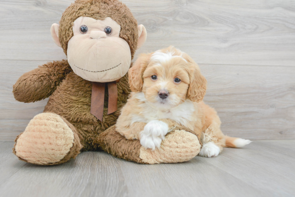 Mini Bernedoodle Puppy for Adoption
