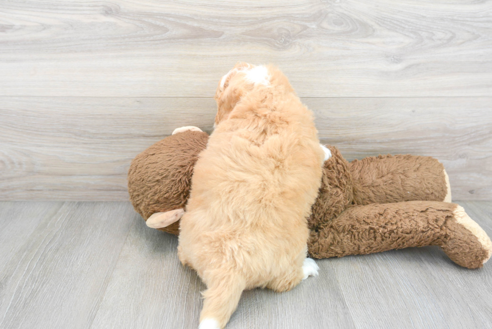 Small Mini Bernedoodle Baby