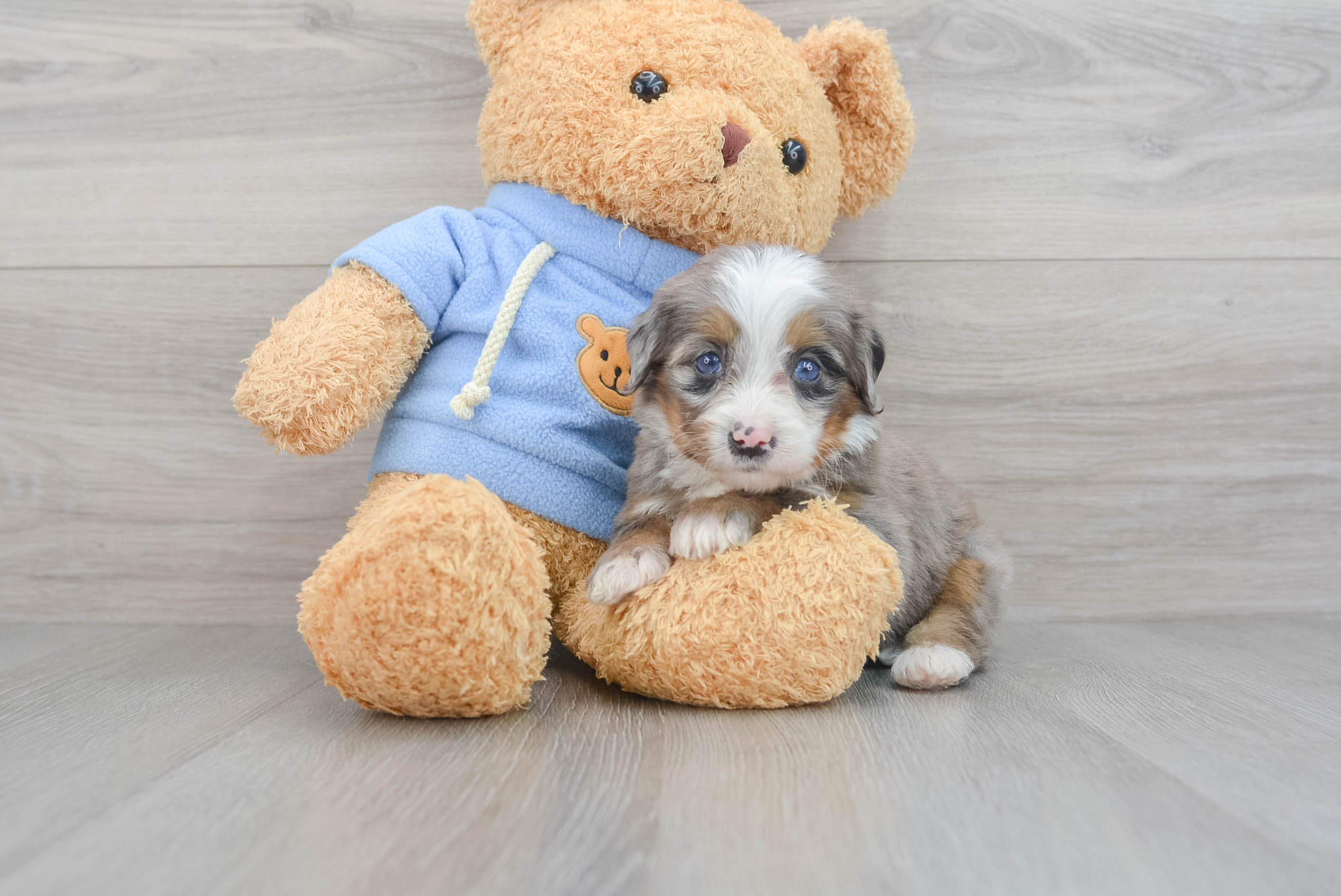 Mini Bernedoodle Puppy for Adoption