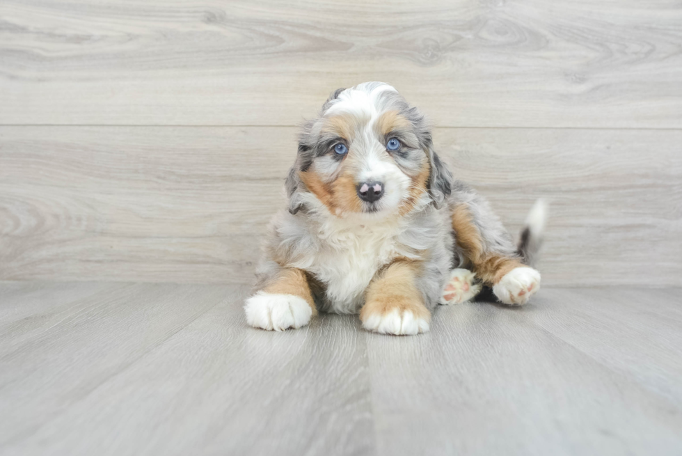 Happy Mini Bernedoodle Baby