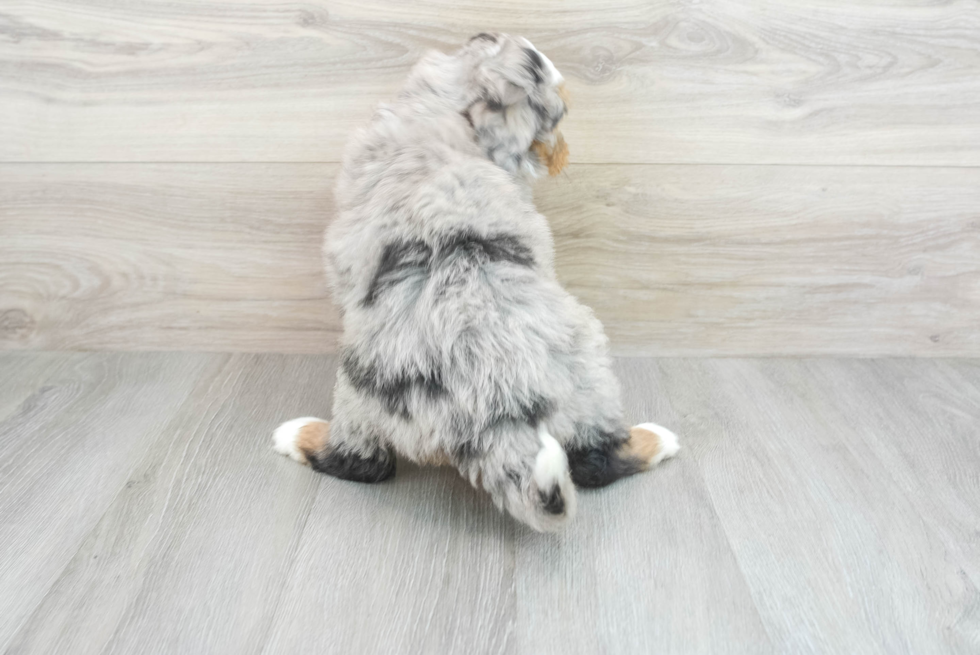 Mini Bernedoodle Puppy for Adoption