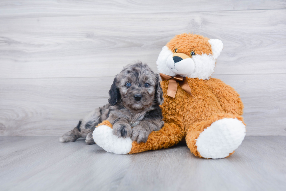 Playful Mini Berniedoodle Poodle Mix Puppy