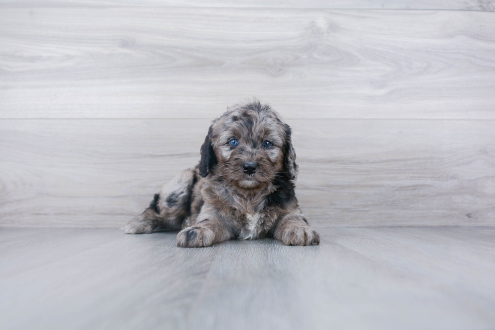 Hypoallergenic Bernadoodle Poodle Mix Puppy