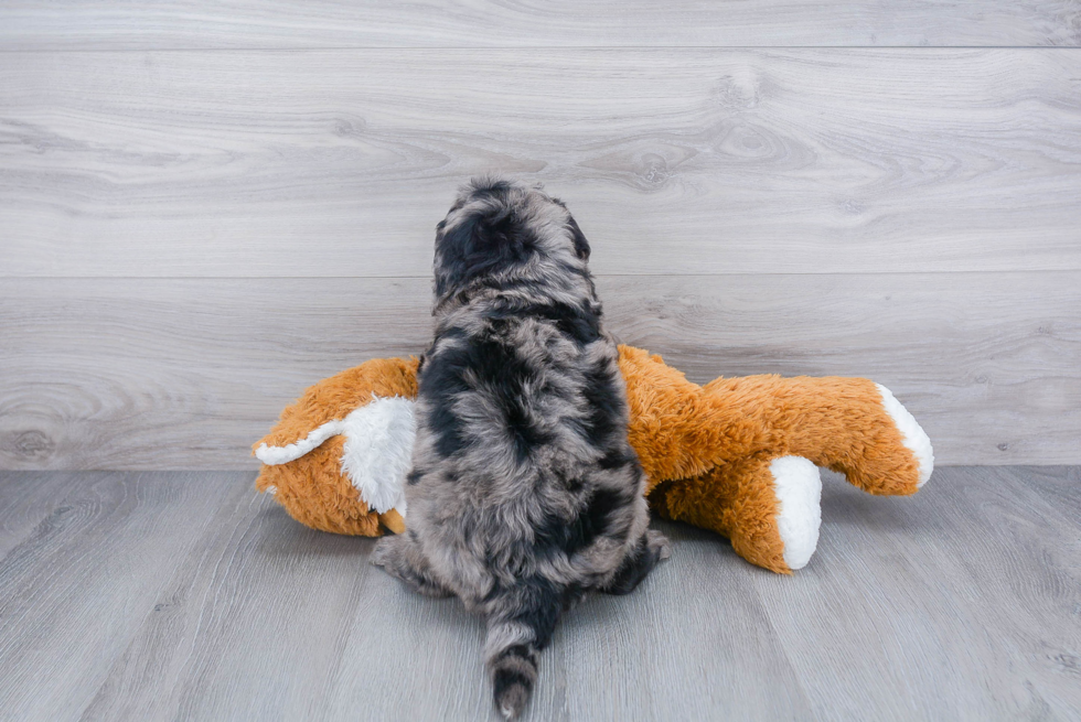 Playful Bernadoodle Poodle Mix Puppy