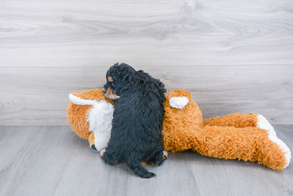 Smart Mini Bernedoodle Poodle Mix Pup
