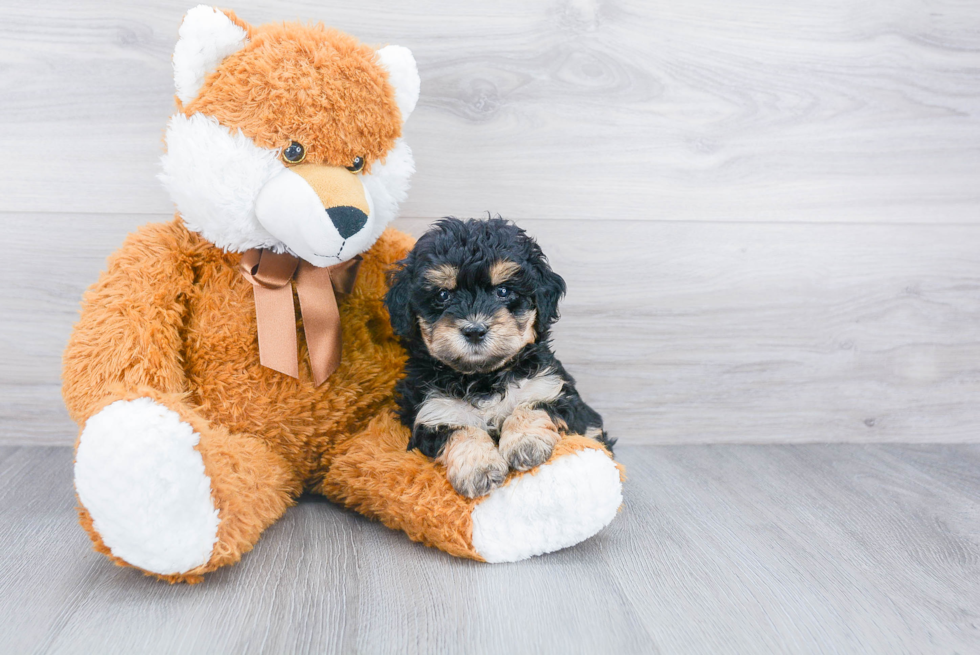 Mini Bernedoodle Pup Being Cute