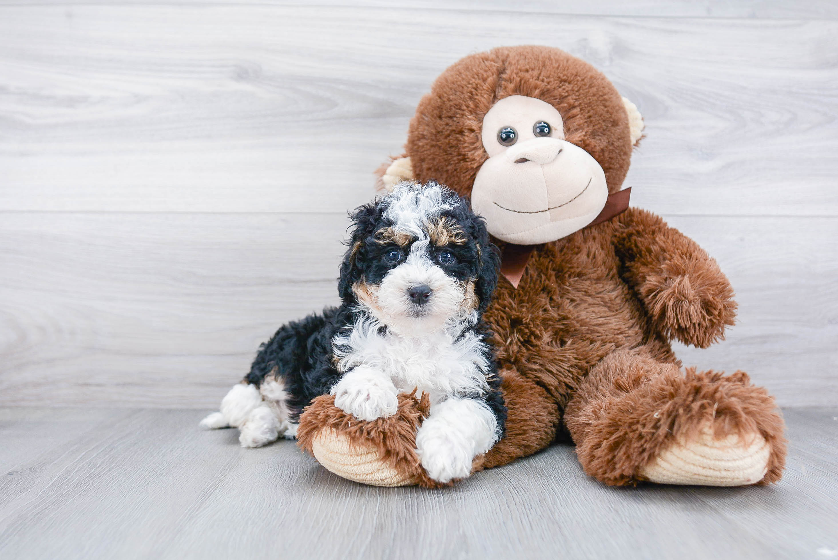 Fluffy Mini Bernedoodle Poodle Mix Pup