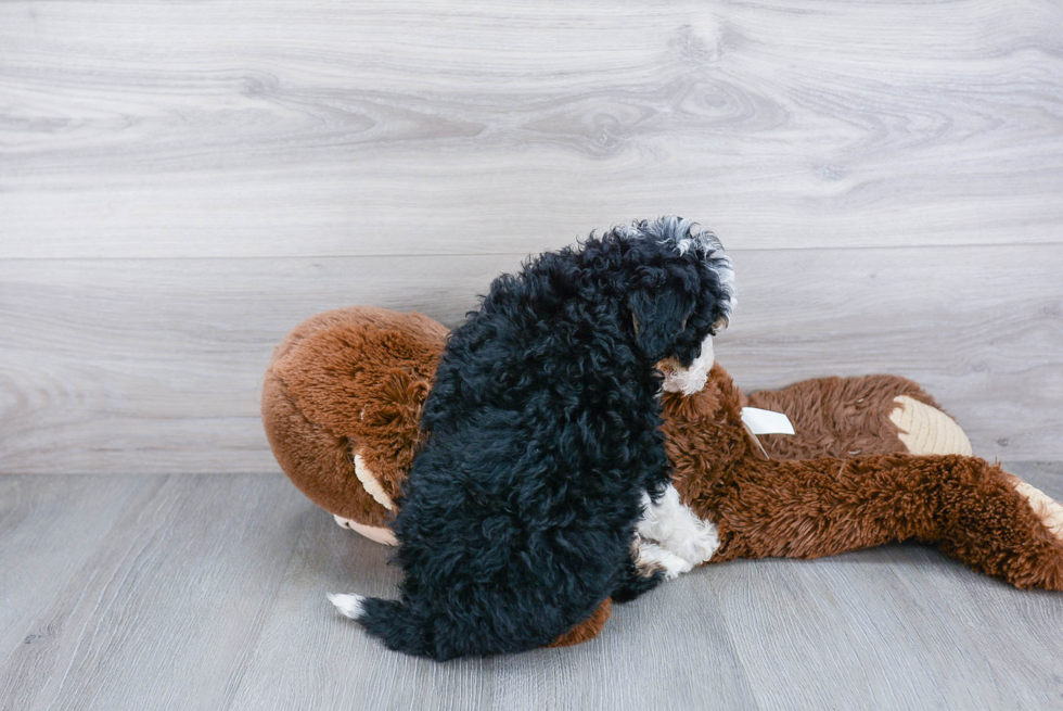Little Mini Berniedoodle Poodle Mix Puppy