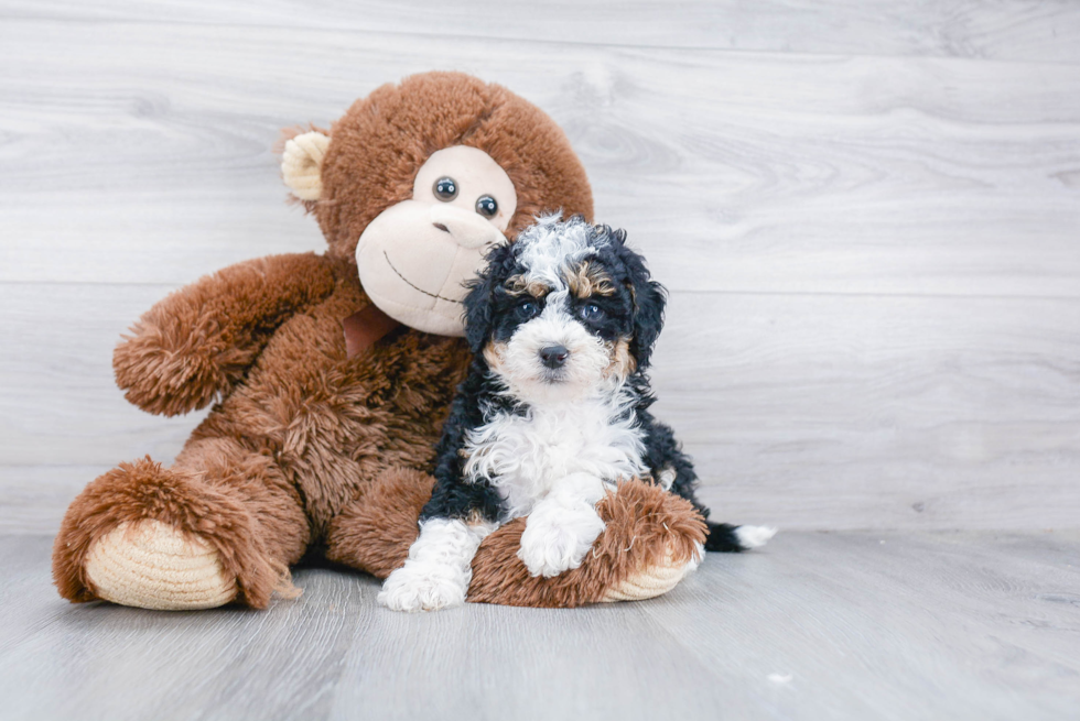 Mini Bernedoodle Pup Being Cute