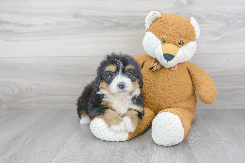 Sweet Mini Bernedoodle Baby