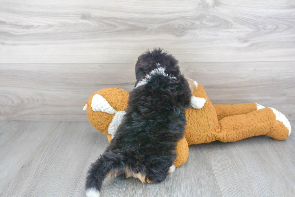 Playful Mini Berniedoodle Poodle Mix Puppy