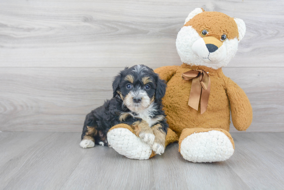 Best Mini Bernedoodle Baby