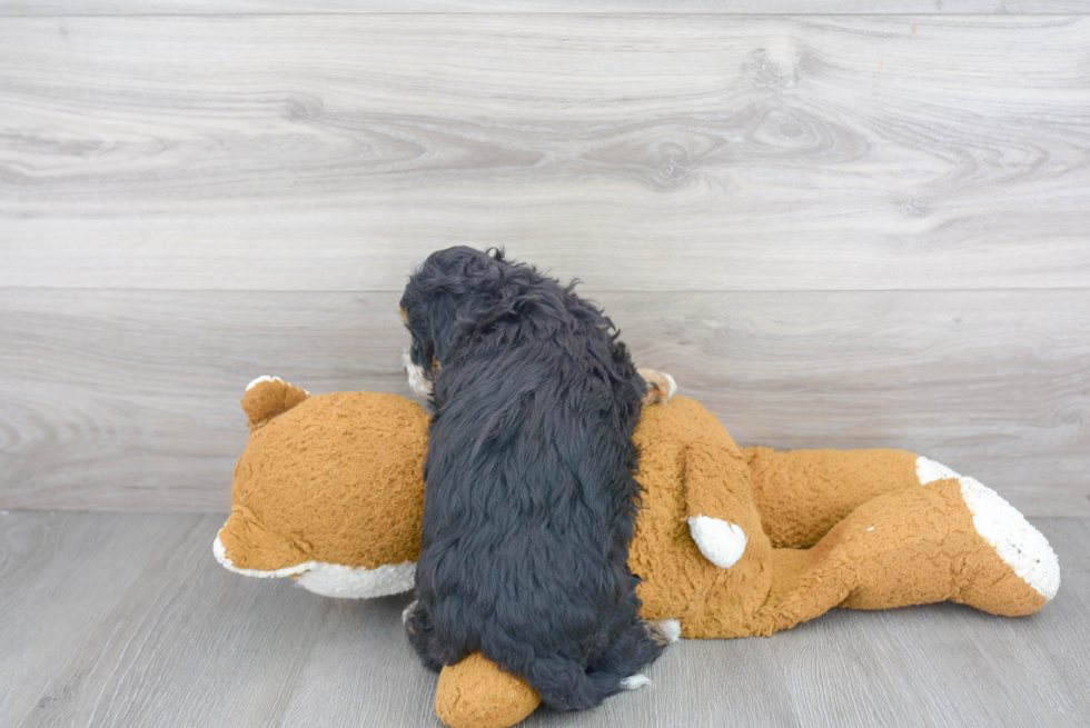 Energetic Bernadoodle Poodle Mix Puppy