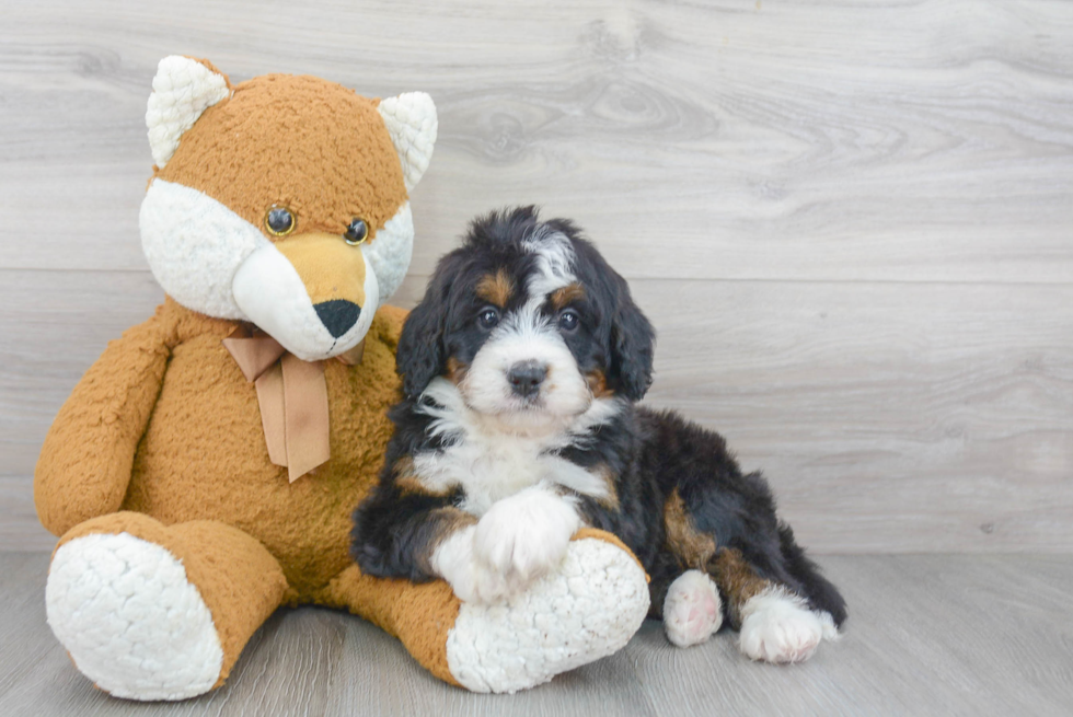 Mini Bernedoodle Puppy for Adoption