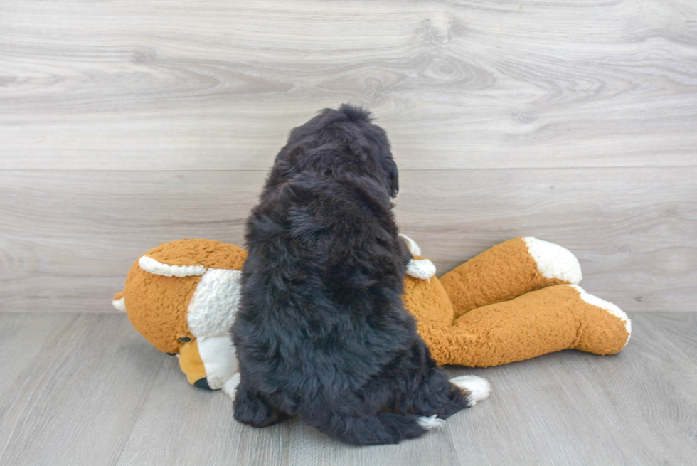 Smart Mini Bernedoodle Poodle Mix Pup